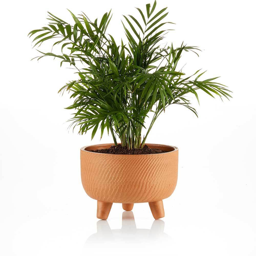 Chandra Footed Planter - Short