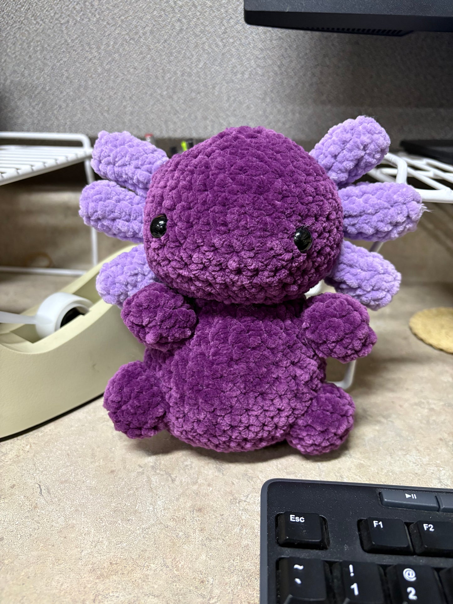 K Axolotl