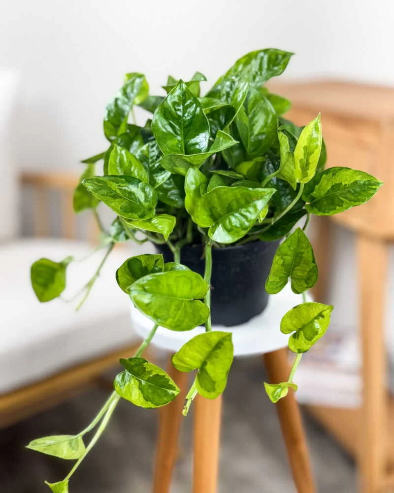 Pothos, Global Green