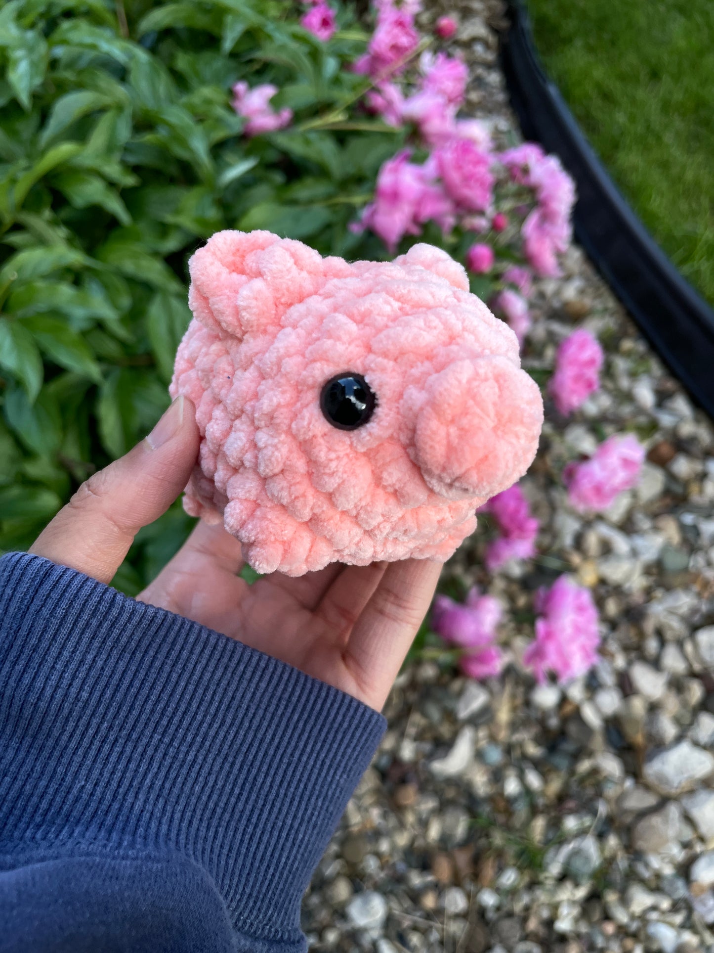 Baby Pig