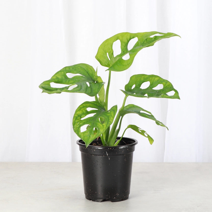 Monstera, Swiss Cheese