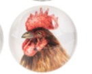 Farm Animal Magnet