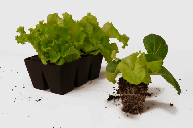 6-Cell Silicone Seed Tray