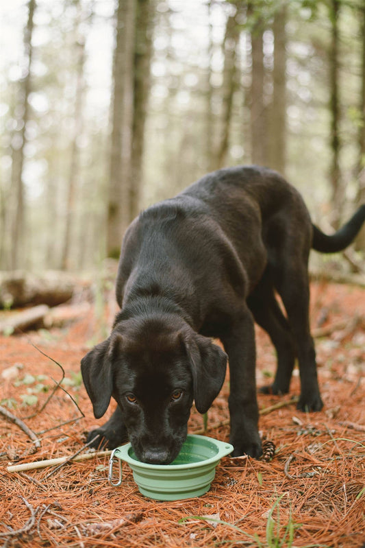 Collapsible Silicone Dog Bowl: 3 Sage Green 3 Gray