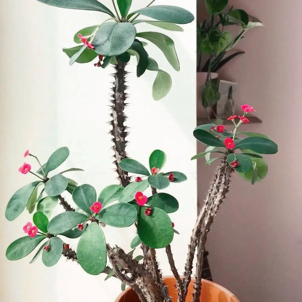 Crown of Thorns