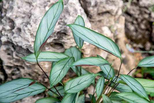 Calathea Grey Star