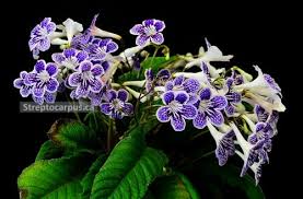 Streptocarpus