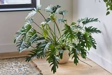 Philodendron, Xanadue