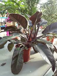Philodendron, Imperial Red