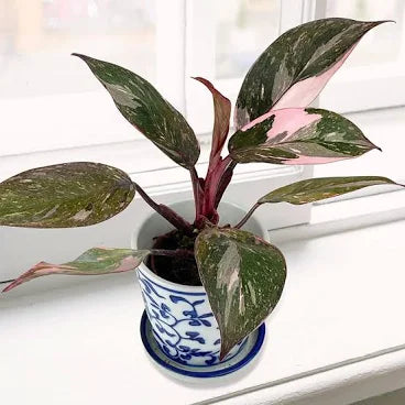 Philodendron, Pink Naomi
