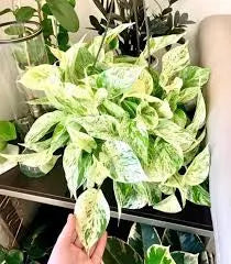 Pothos, Marble Queen