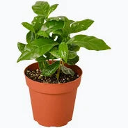 Coffee Plant