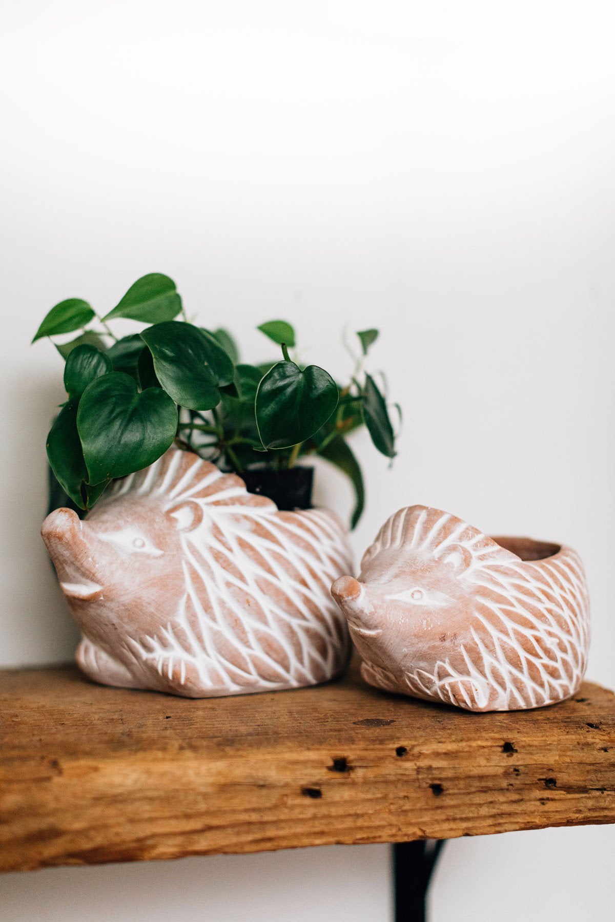 Terracotta Hedgehog Planter