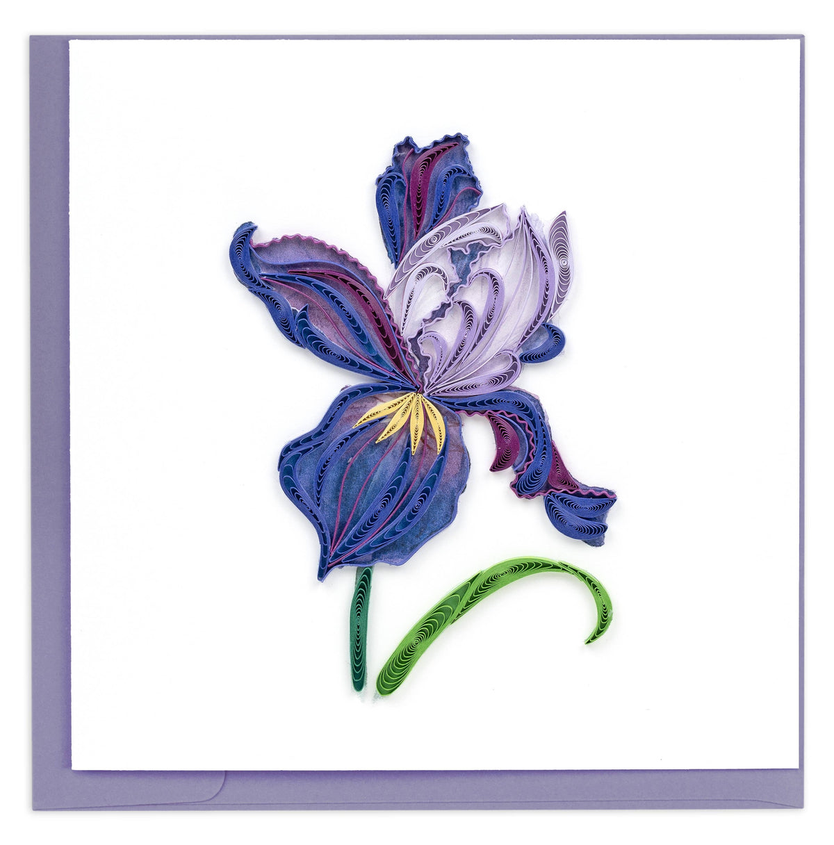 Iris Bloom