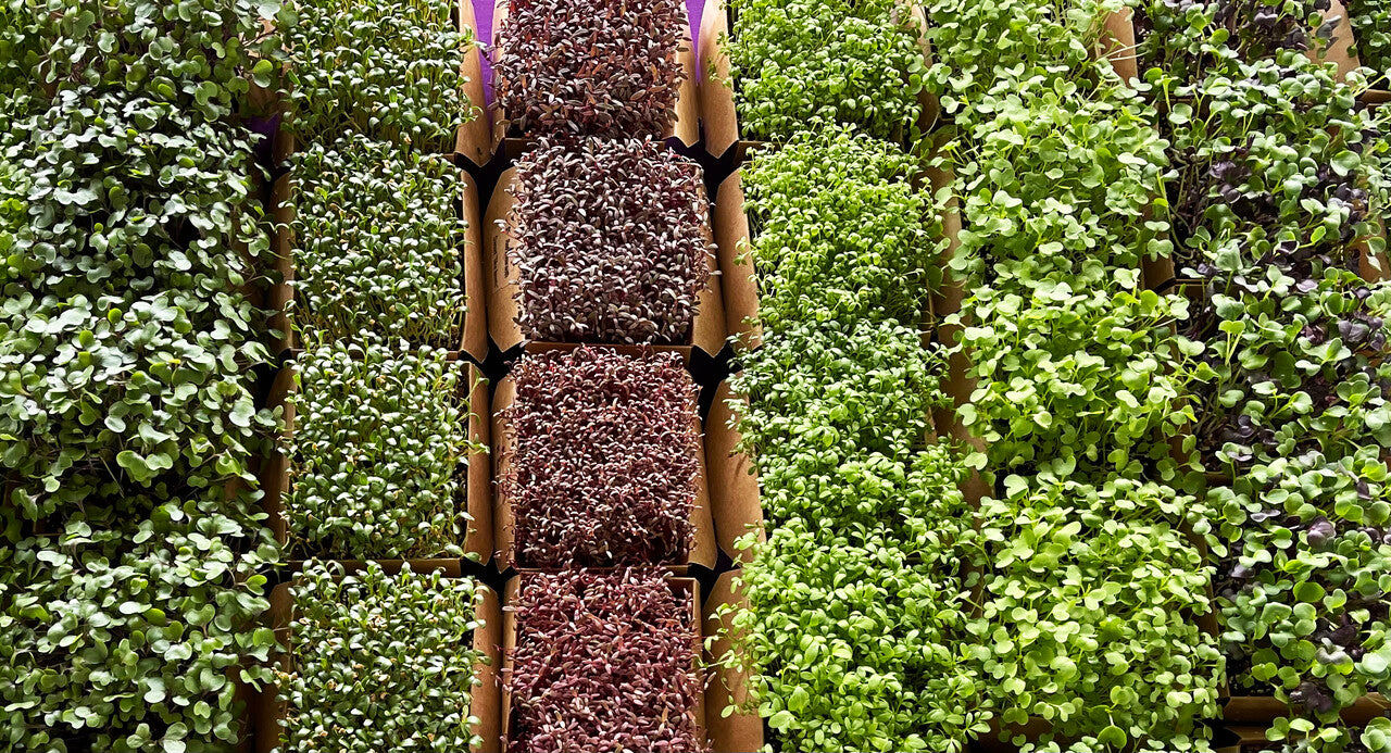 Living Microgreens