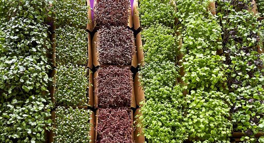Living Microgreens