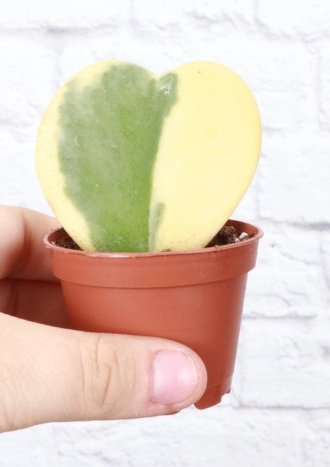 Hoya Kerri