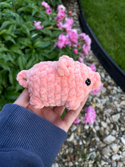 Baby Pig