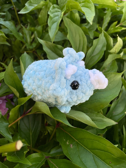Baby Triceratops