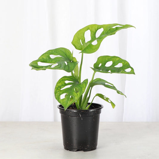 Monstera, Swiss Cheese