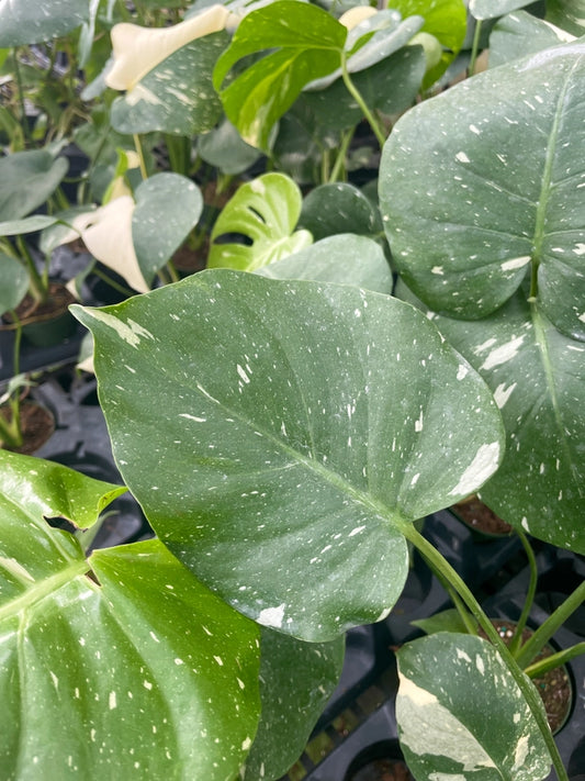 Monstera, Thai Constellation