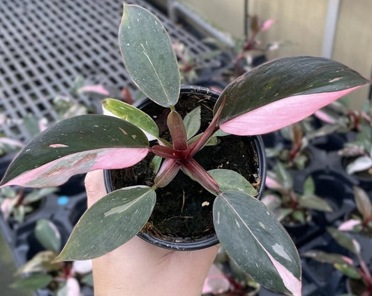 Philodendron, Pink Princess