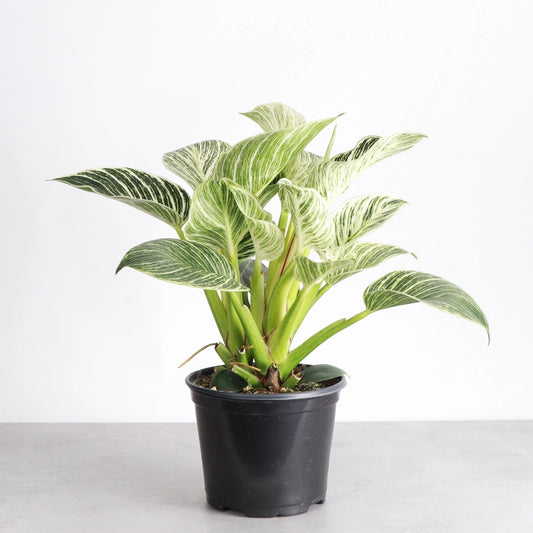 Philodendron, Birkin