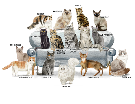 Love And A Cat Tea Towel: White • 100% Cotton Brown American