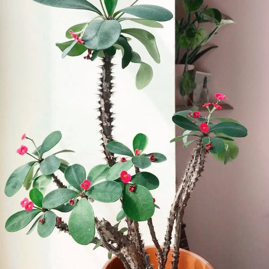 Crown of Thorns