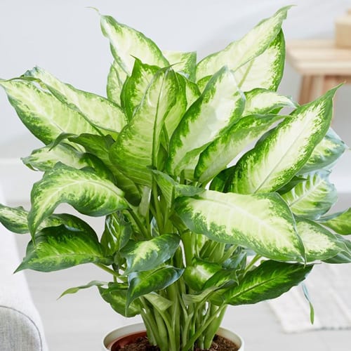 Dieffenbachia, Camille