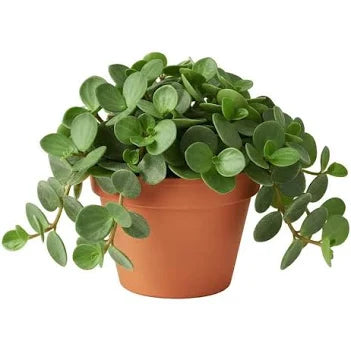 Peperomia, Hope