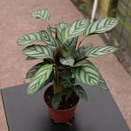 Calathea Grey Star