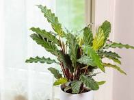 Calathea, Furry Feather