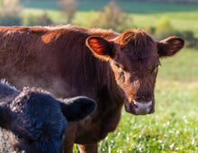 Load image into Gallery viewer, Happy Holstein
