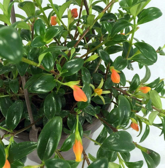 Gold Fish Plant