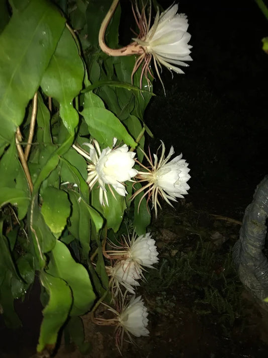 Cactus, Night Blooming Cereus