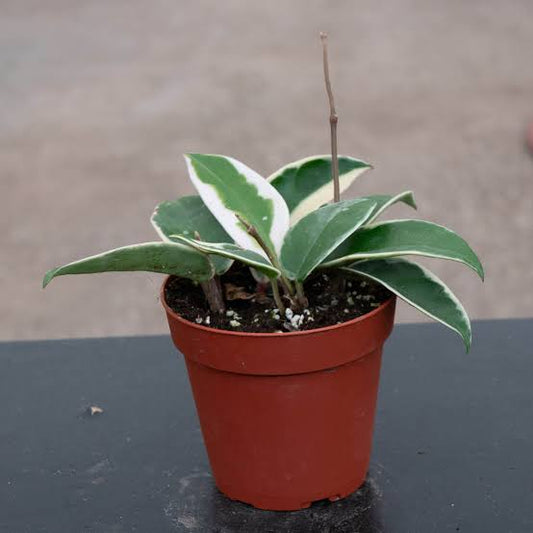 Hoya, Krimson Queen