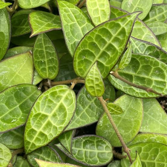 Hoya Black Margin