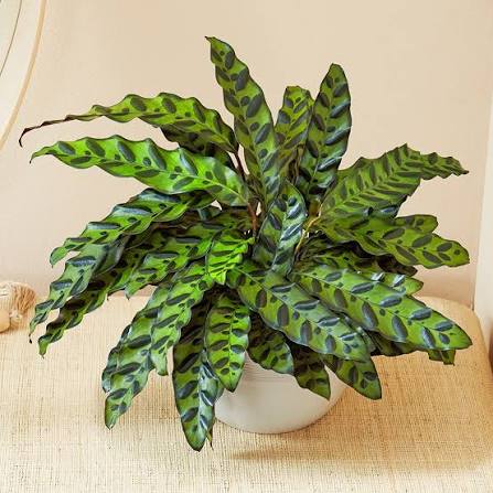 Calathea Rattlesnake