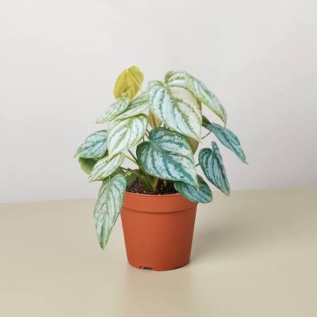 Philodendron, Brandi