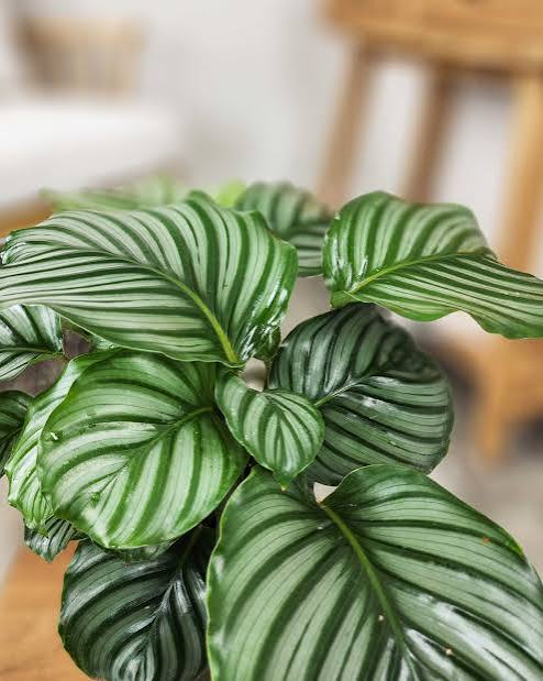 Calathea Orbifolia