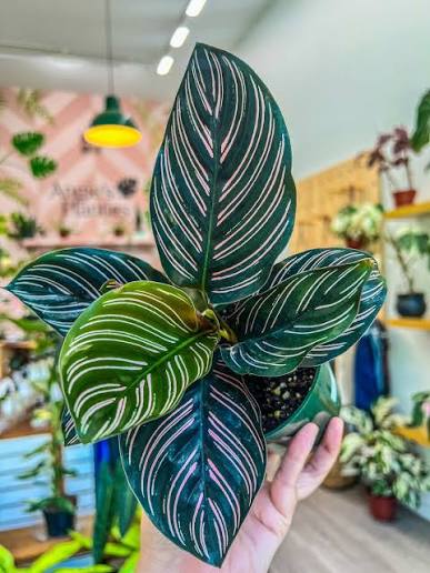 Calathea Pinstripe