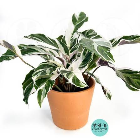 Calathea, White Fusion