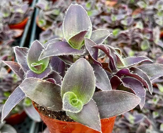 Tradescantia Pale Puma