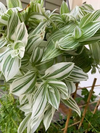Tradescantia Albovittata