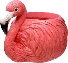 Flower Pot, Flamingo Flower