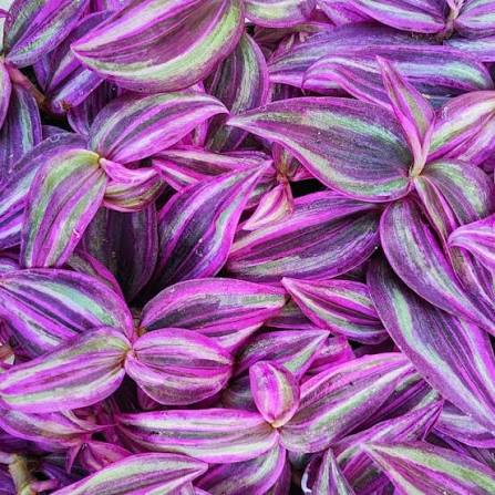 Tradescantia Pink Paradise