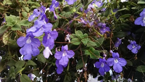 Streptocarpella Plant
