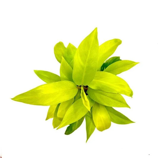 Philodendron Plant