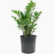 ZZ  Plant